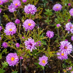 Hvězdnice novobelgická 'Rosenponpon' - Aster novi-belgii 'Rosenponpon'