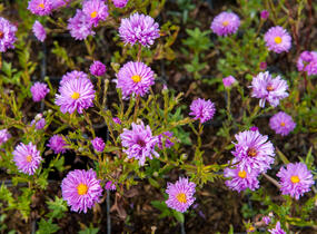 Hvězdnice novobelgická 'Rosenponpon' - Aster novi-belgii 'Rosenponpon'