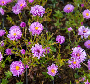 Hvězdnice novobelgická 'Rosenponpon' - Aster novi-belgii 'Rosenponpon'