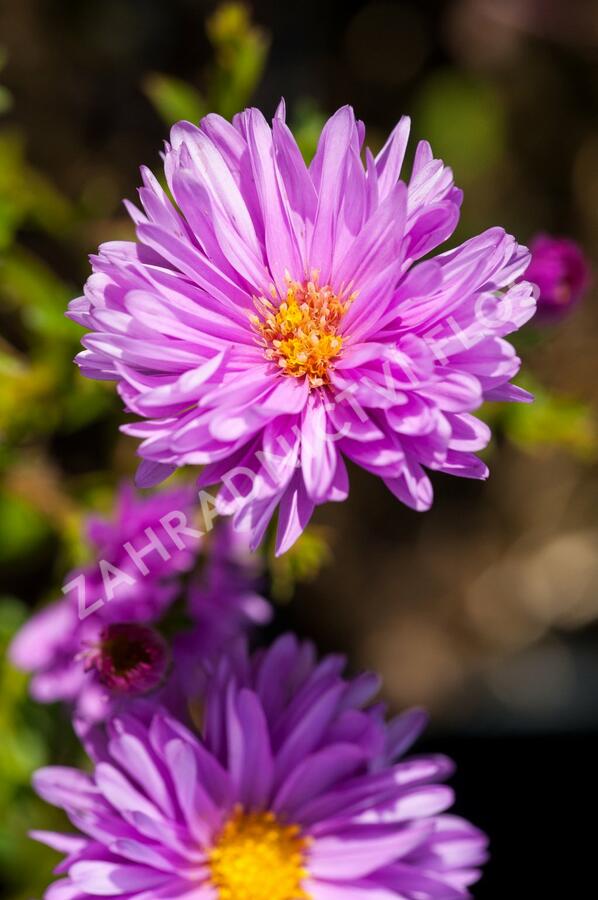 Hvězdnice novobelgická 'Rosenponpon' - Aster novi-belgii 'Rosenponpon'