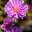 Hvězdnice novobelgická 'Rosenponpon' - Aster novi-belgii 'Rosenponpon'