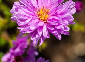 Hvězdnice novobelgická 'Rosenponpon' - Aster novi-belgii 'Rosenponpon'