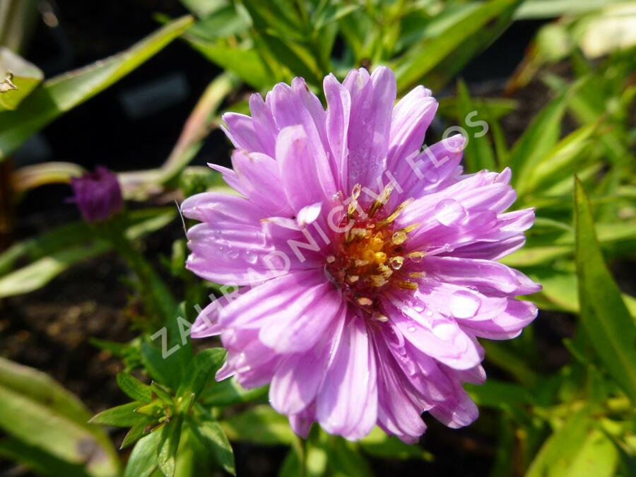Hvězdnice novobelgická 'Rosenponpon' - Aster novi-belgii 'Rosenponpon'
