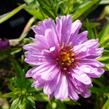 Hvězdnice novobelgická 'Rosenponpon' - Aster novi-belgii 'Rosenponpon'