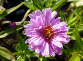 Hvězdnice novobelgická 'Rosenponpon' - Aster novi-belgii 'Rosenponpon'