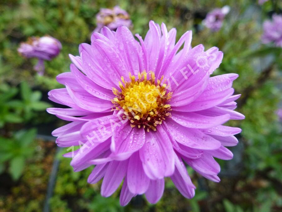 Hvězdnice novobelgická 'Rosenponpon' - Aster novi-belgii 'Rosenponpon'