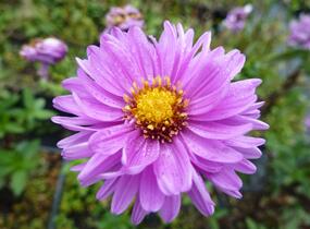 Hvězdnice novobelgická 'Rosenponpon' - Aster novi-belgii 'Rosenponpon'