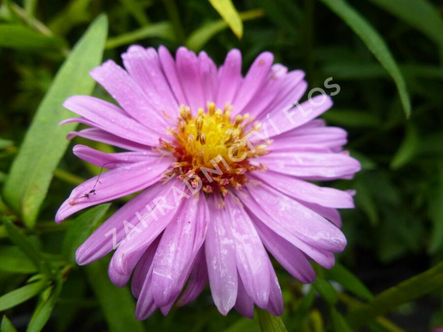 Hvězdnice novobelgická 'Rosa Perle' - Aster novi-belgii 'Rosa Perle'