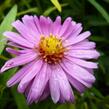 Hvězdnice novobelgická 'Rosa Perle' - Aster novi-belgii 'Rosa Perle'