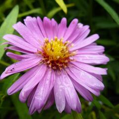 Hvězdnice novobelgická 'Rosa Perle' - Aster novi-belgii 'Rosa Perle'