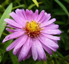 Hvězdnice novobelgická 'Rosa Perle' - Aster novi-belgii 'Rosa Perle'