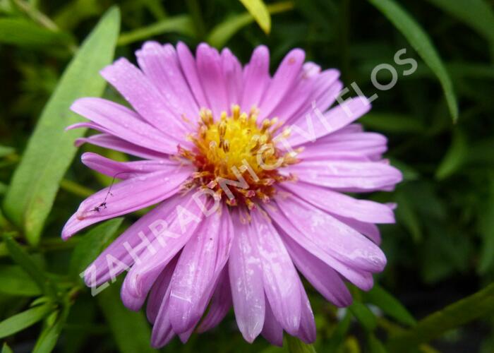 Hvězdnice novobelgická 'Rosa Perle' - Aster novi-belgii 'Rosa Perle'