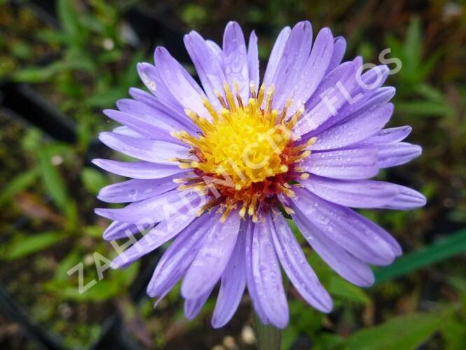 Hvězdnice novobelgická 'Pyramide' - Aster novi-belgii 'Pyramide'