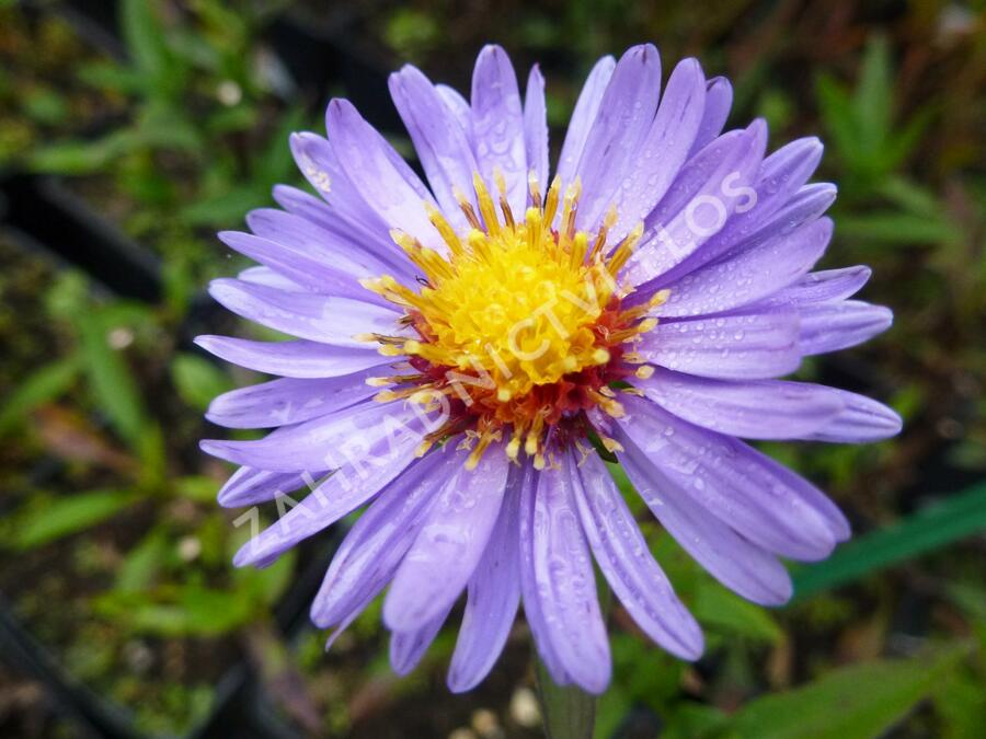 Hvězdnice novobelgická 'Pyramide' - Aster novi-belgii 'Pyramide'