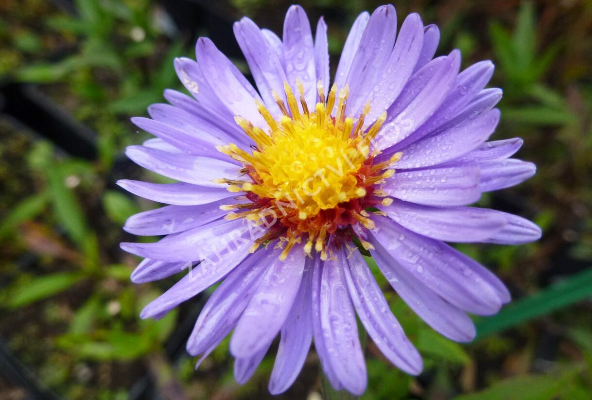 Hvězdnice novobelgická 'Pyramide' - Aster novi-belgii 'Pyramide'