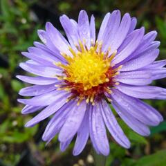 Hvězdnice novobelgická 'Pyramide' - Aster novi-belgii 'Pyramide'