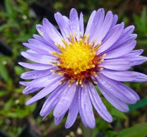 Hvězdnice novobelgická 'Pyramide' - Aster novi-belgii 'Pyramide'