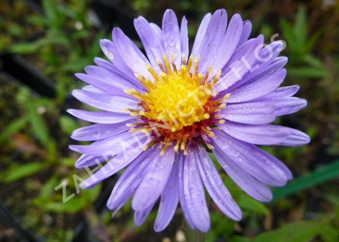 Hvězdnice novobelgická 'Pyramide' - Aster novi-belgii 'Pyramide'