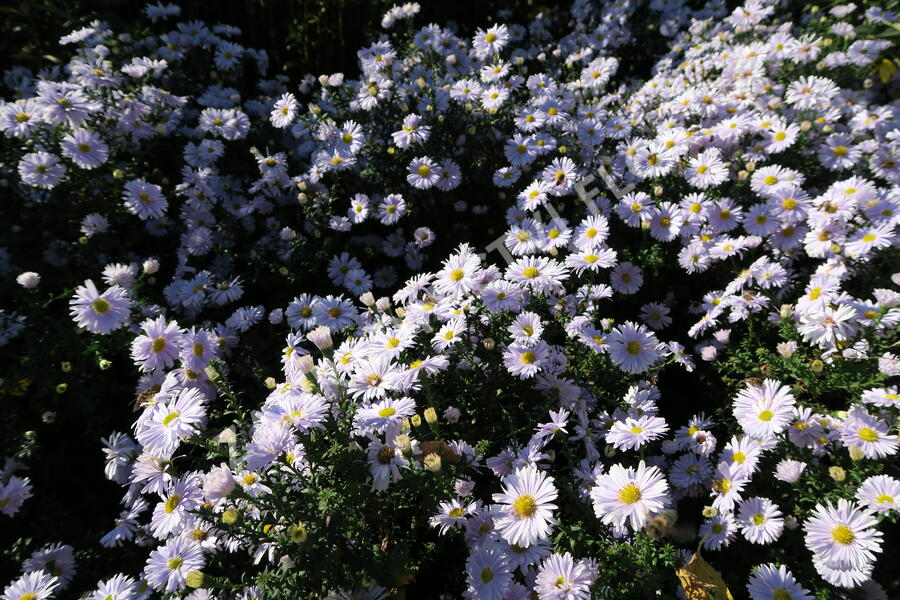 Hvězdnice novobelgická 'Porzellan' - Aster novi-belgii 'Porzellan'