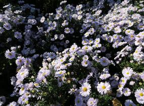Hvězdnice novobelgická 'Porzellan' - Aster novi-belgii 'Porzellan'