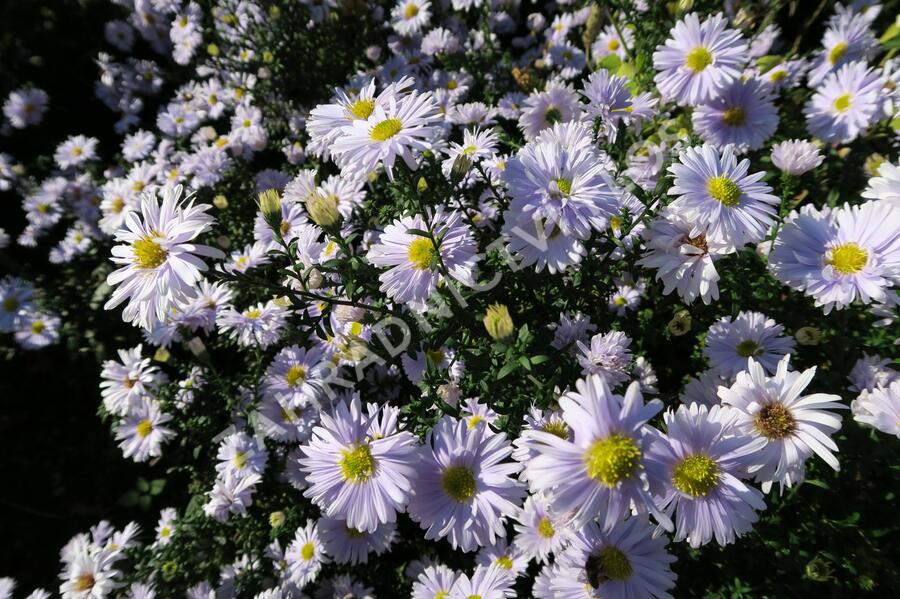 Hvězdnice novobelgická 'Porzellan' - Aster novi-belgii 'Porzellan'