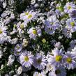 Hvězdnice novobelgická 'Porzellan' - Aster novi-belgii 'Porzellan'