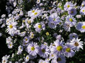 Hvězdnice novobelgická 'Porzellan' - Aster novi-belgii 'Porzellan'