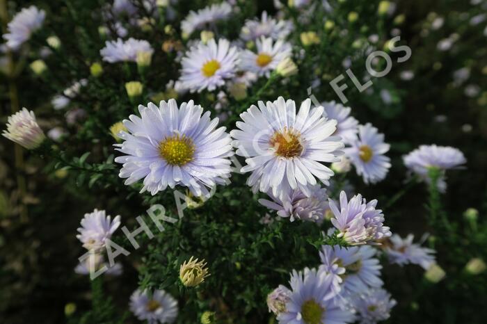 Hvězdnice novobelgická 'Porzellan' - Aster novi-belgii 'Porzellan'