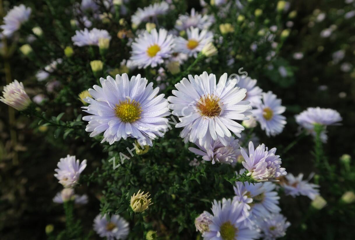 Hvězdnice novobelgická 'Porzellan' - Aster novi-belgii 'Porzellan'