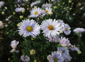 Hvězdnice novobelgická 'Porzellan' - Aster novi-belgii 'Porzellan'
