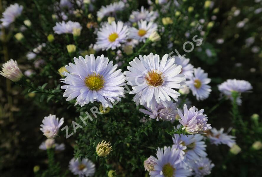 Hvězdnice novobelgická 'Porzellan' - Aster novi-belgii 'Porzellan'