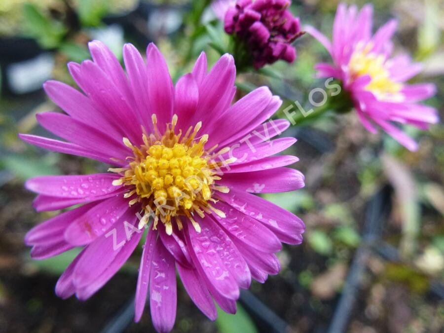 Hvězdnice novobelgická 'Lisette' - Aster novi-belgii 'Lisette'