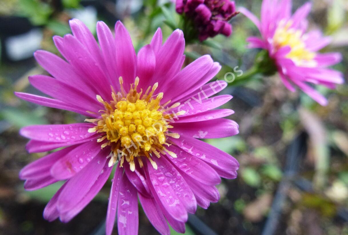 Hvězdnice novobelgická 'Lisette' - Aster novi-belgii 'Lisette'