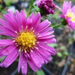 Hvězdnice novobelgická 'Lisette' - Aster novi-belgii 'Lisette'