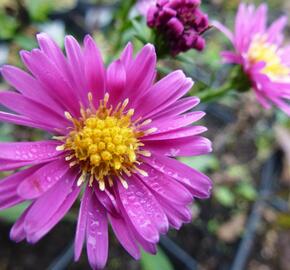 Hvězdnice novobelgická 'Lisette' - Aster novi-belgii 'Lisette'