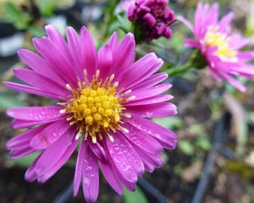 Hvězdnice novobelgická 'Lisette'