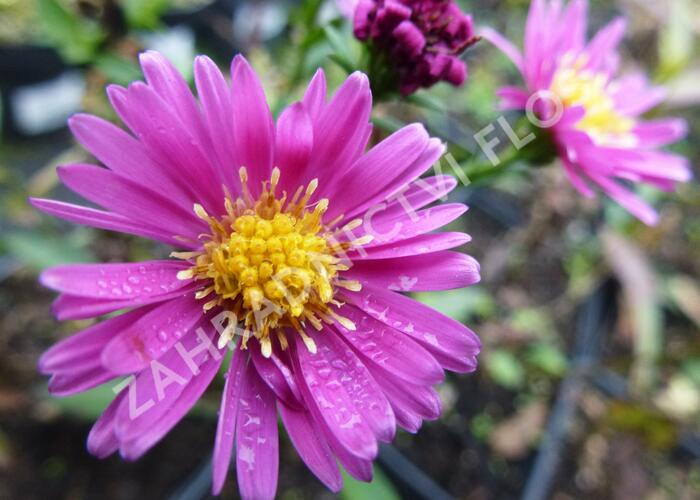 Hvězdnice novobelgická 'Lisette' - Aster novi-belgii 'Lisette'