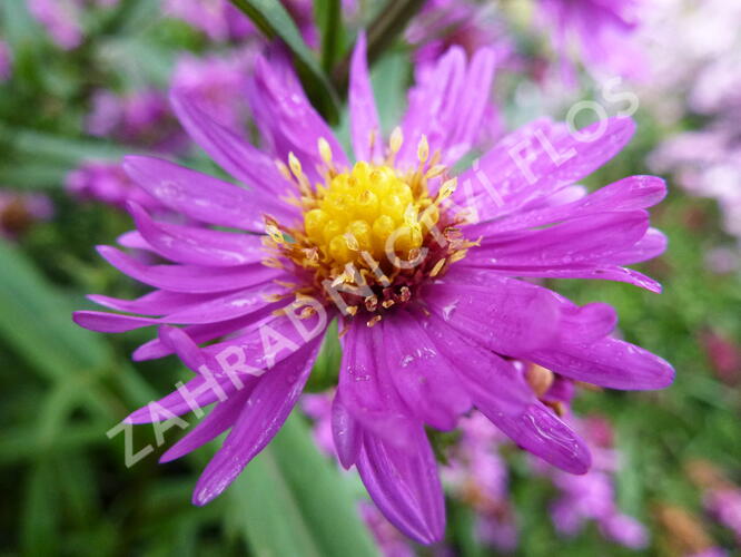 Hvězdnice novobelgická 'Karminkuppel' - Aster novi-belgii 'Karminkuppel'