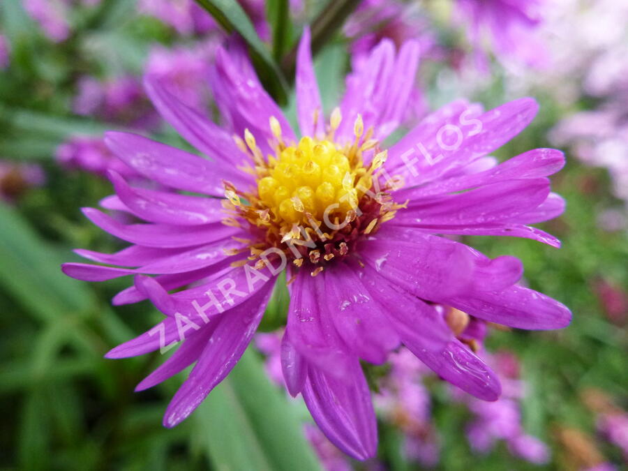 Hvězdnice novobelgická 'Karminkuppel' - Aster novi-belgii 'Karminkuppel'