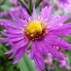 Hvězdnice novobelgická 'Karminkuppel' - Aster novi-belgii 'Karminkuppel'