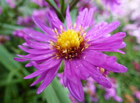 Hvězdnice novobelgická 'Karminkuppel' - Aster novi-belgii 'Karminkuppel'