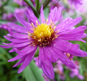 Hvězdnice novobelgická 'Karminkuppel' - Aster novi-belgii 'Karminkuppel'