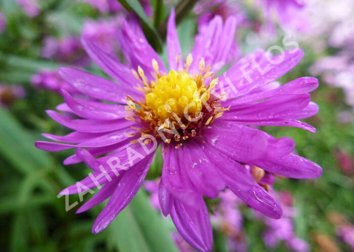 Hvězdnice novobelgická 'Karminkuppel' - Aster novi-belgii 'Karminkuppel'