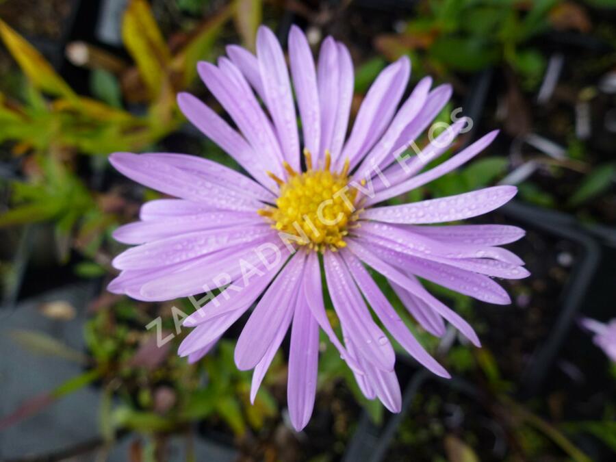 Hvězdnice novobelgická 'Jugendstil' - Aster novi-belgii 'Jugendstil'