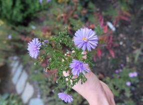 Hvězdnice novobelgická 'Jugendstil' - Aster novi-belgii 'Jugendstil'