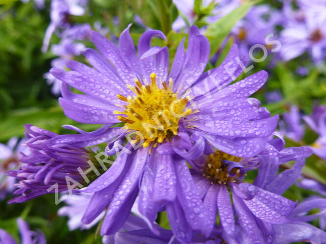 Hvězdnice novobelgická 'Dauerblau' - Aster novi-belgii 'Dauerblau'