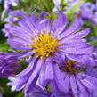 Hvězdnice novobelgická 'Dauerblau' - Aster novi-belgii 'Dauerblau'