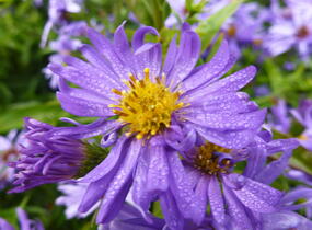 Hvězdnice novobelgická 'Dauerblau' - Aster novi-belgii 'Dauerblau'