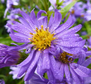 Hvězdnice novobelgická 'Dauerblau' - Aster novi-belgii 'Dauerblau'