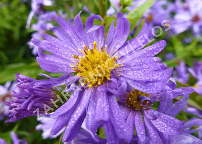 Hvězdnice novobelgická 'Dauerblau' - Aster novi-belgii 'Dauerblau'